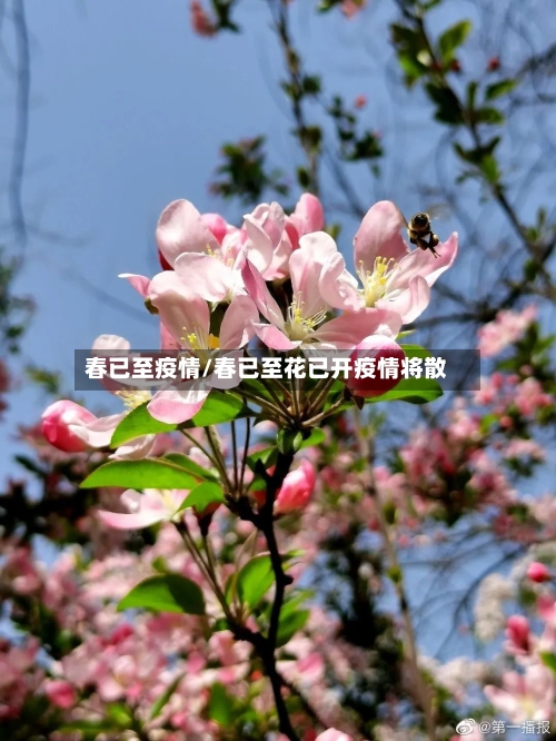 春已至疫情/春已至花已开疫情将散-第2张图片