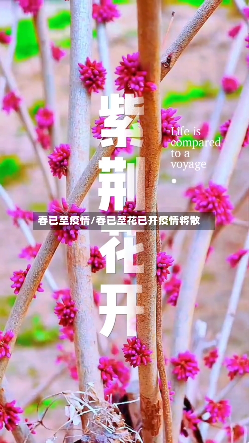 春已至疫情/春已至花已开疫情将散-第3张图片