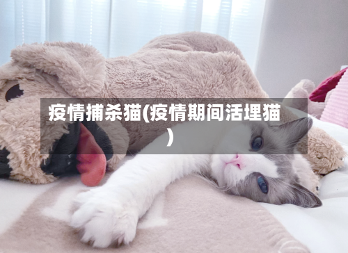 疫情捕杀猫(疫情期间活埋猫)