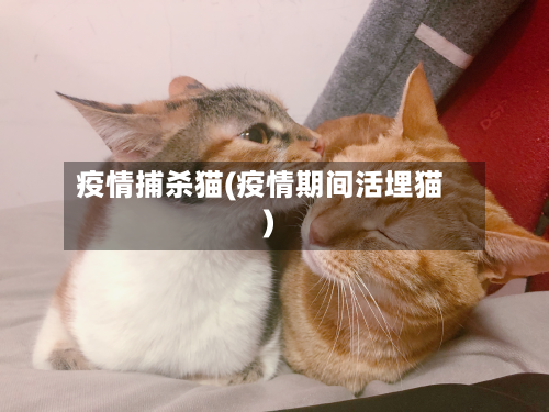 疫情捕杀猫(疫情期间活埋猫)-第2张图片