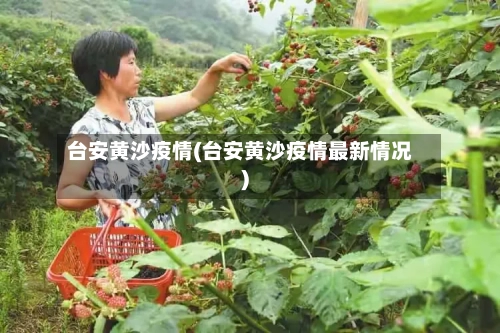 台安黄沙疫情(台安黄沙疫情最新情况)