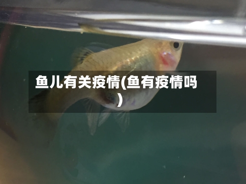 鱼儿有关疫情(鱼有疫情吗)-第2张图片