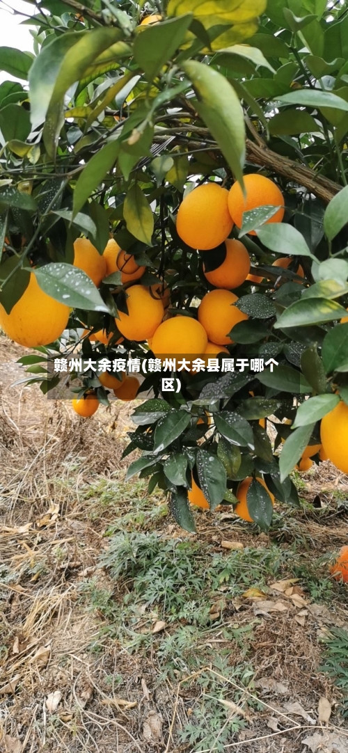 赣州大余疫情(赣州大余县属于哪个区)