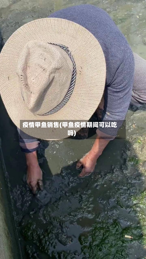 疫情甲鱼销售(甲鱼疫情期间可以吃吗)-第2张图片