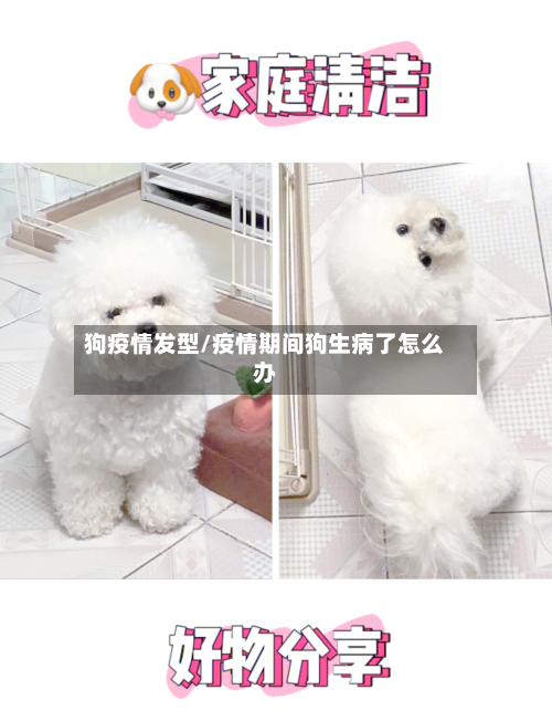 狗疫情发型/疫情期间狗生病了怎么办