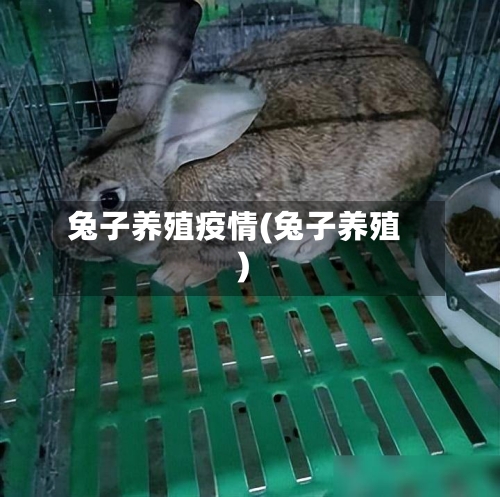 兔子养殖疫情(兔子养殖)-第2张图片