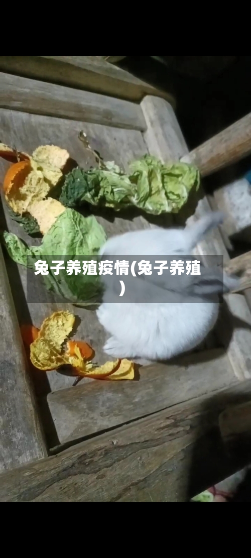 兔子养殖疫情(兔子养殖)-第3张图片