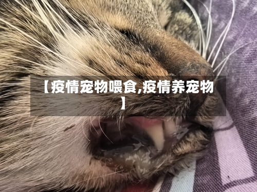 【疫情宠物喂食,疫情养宠物】-第2张图片
