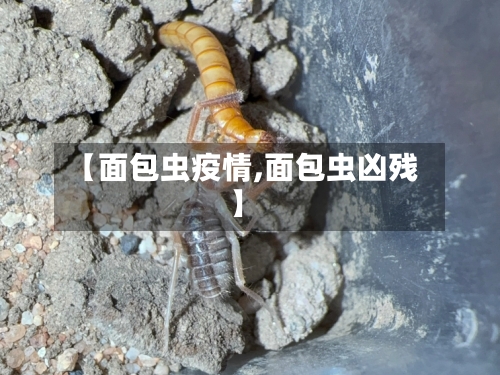 【面包虫疫情,面包虫凶残】-第2张图片