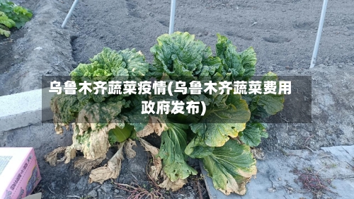 乌鲁木齐蔬菜疫情(乌鲁木齐蔬菜费用政府发布)-第2张图片
