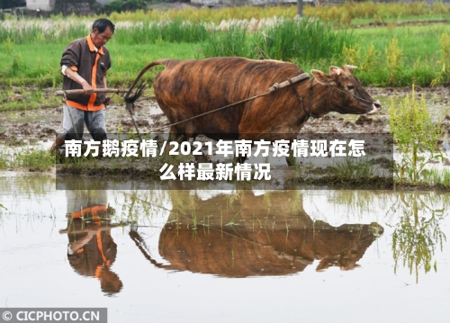 南方鹅疫情/2021年南方疫情现在怎么样最新情况-第3张图片