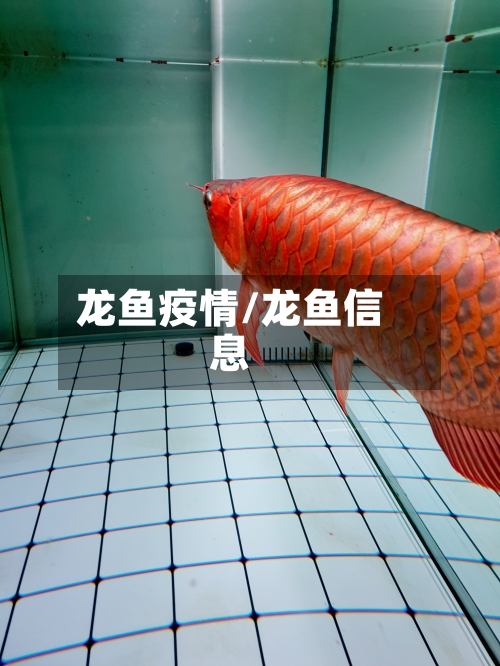 龙鱼疫情/龙鱼信息-第2张图片
