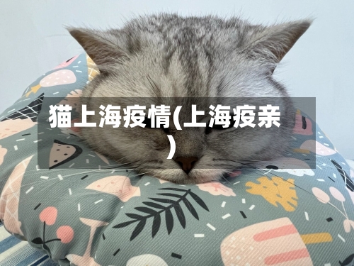 猫上海疫情(上海疫亲)-第3张图片
