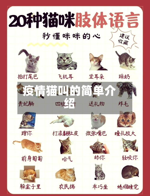 疫情猫叫的简单介绍