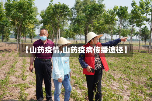 【山药疫情,山药疫病传播途径】-第2张图片