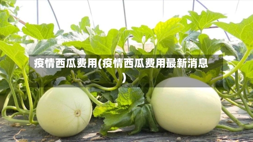 疫情西瓜费用(疫情西瓜费用最新消息)-第2张图片