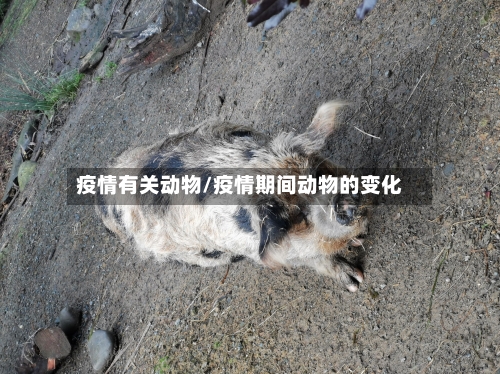疫情有关动物/疫情期间动物的变化-第3张图片