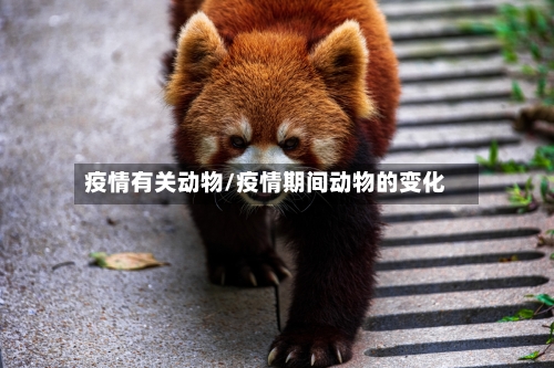疫情有关动物/疫情期间动物的变化
