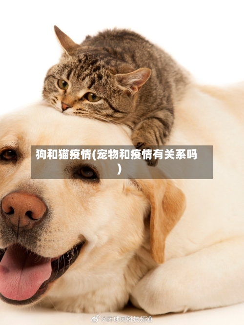 狗和猫疫情(宠物和疫情有关系吗)-第3张图片