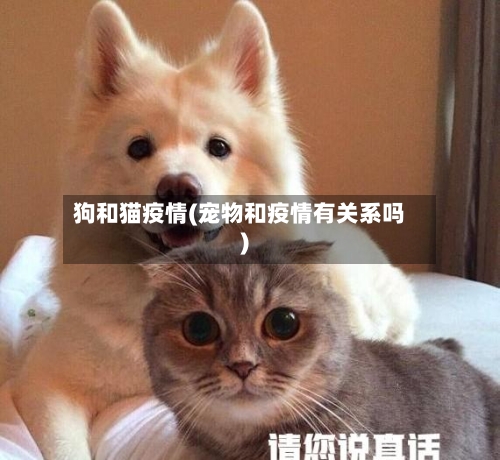 狗和猫疫情(宠物和疫情有关系吗)
