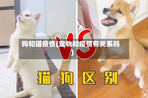 狗和猫疫情(宠物和疫情有关系吗)-第2张图片