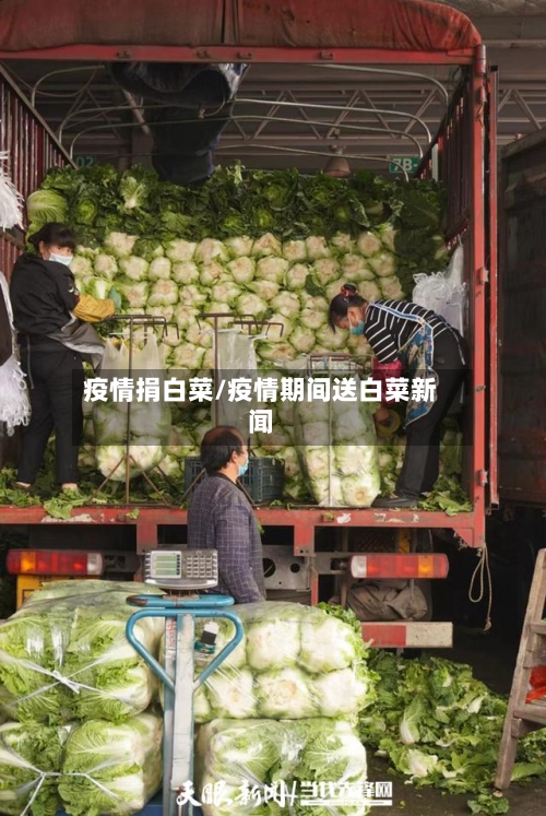 疫情捐白菜/疫情期间送白菜新闻-第2张图片