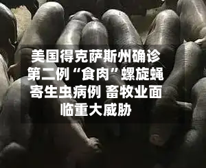 美国得克萨斯州确诊第二例“食肉”螺旋蝇寄生虫病例 畜牧业面临重大威胁