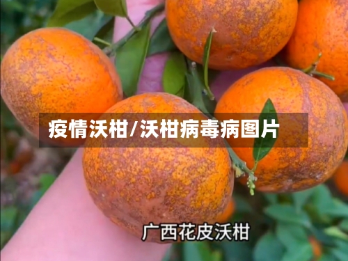 疫情沃柑/沃柑病毒病图片
