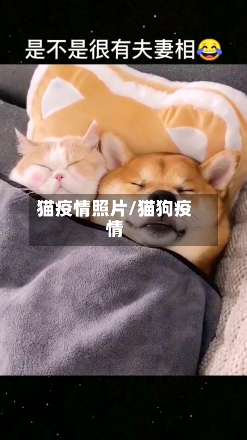 猫疫情照片/猫狗疫情