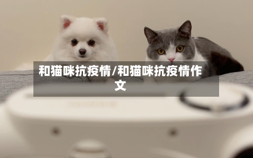 和猫咪抗疫情/和猫咪抗疫情作文-第2张图片
