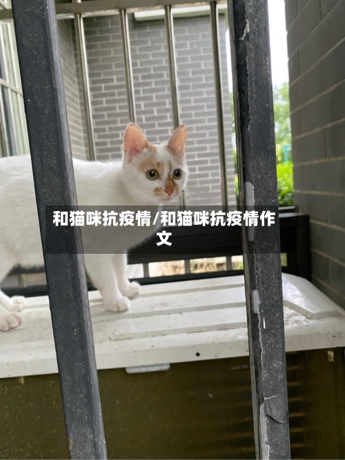 和猫咪抗疫情/和猫咪抗疫情作文-第3张图片