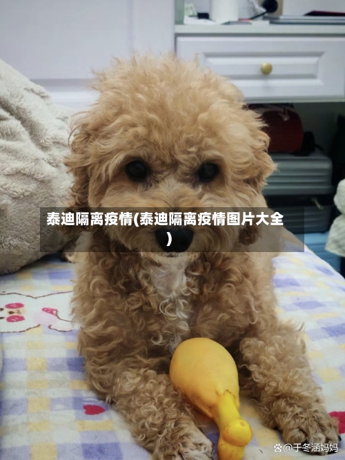 泰迪隔离疫情(泰迪隔离疫情图片大全)-第2张图片