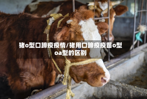 猪o型口蹄疫疫情/猪用口蹄疫疫苗o型oa型的区别