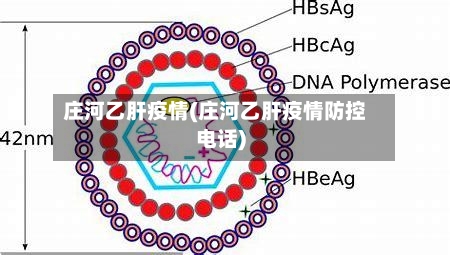 庄河乙肝疫情(庄河乙肝疫情防控电话)-第3张图片