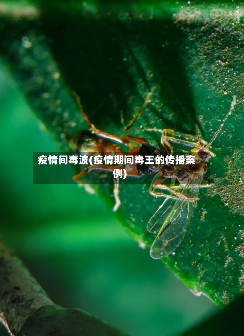 疫情间毒波(疫情期间毒王的传播案例)-第2张图片