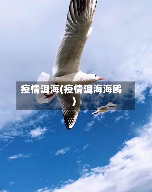 疫情洱海(疫情洱海海鸥)