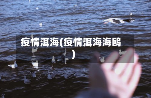 疫情洱海(疫情洱海海鸥)-第2张图片