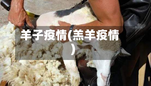 羊子疫情(羔羊疫情)-第2张图片