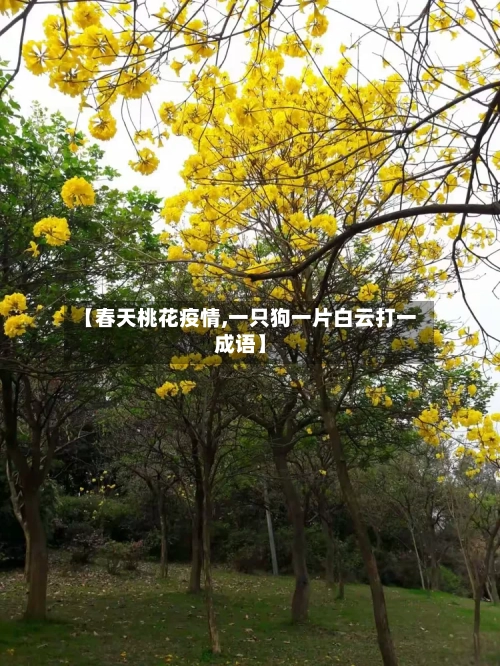 【春天桃花疫情,一只狗一片白云打一成语】