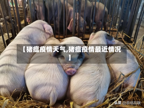 【猪瘟疫情天气,猪瘟疫情最近情况】