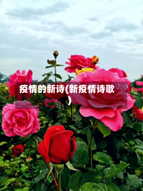 疫情的新诗(新疫情诗歌)