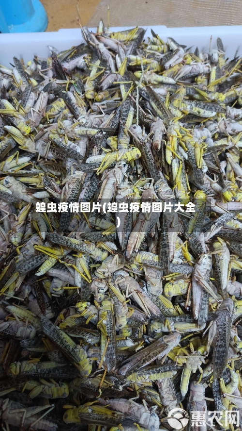 蝗虫疫情图片(蝗虫疫情图片大全)