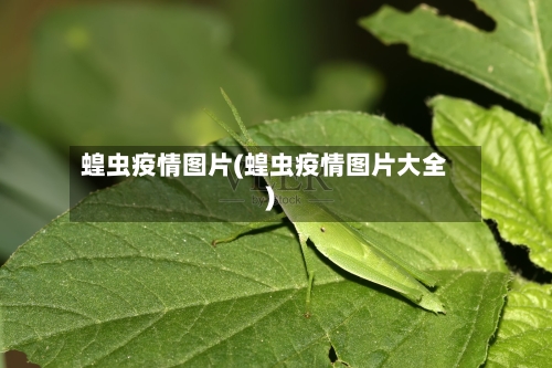 蝗虫疫情图片(蝗虫疫情图片大全)-第2张图片