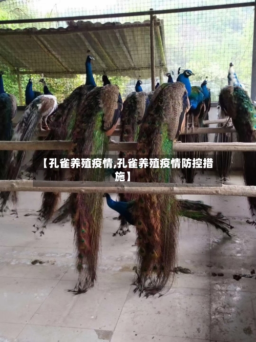【孔雀养殖疫情,孔雀养殖疫情防控措施】
