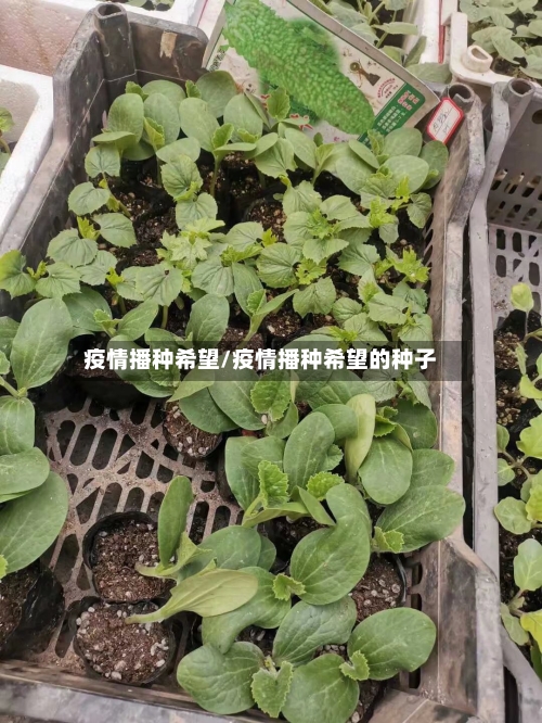 疫情播种希望/疫情播种希望的种子-第3张图片