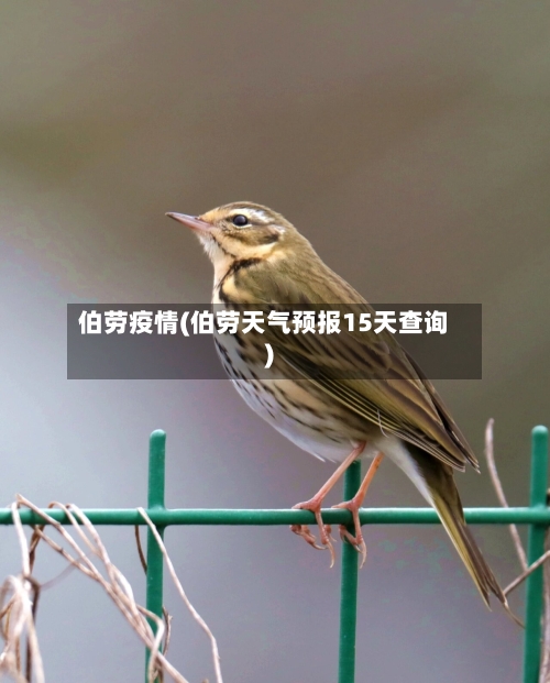 伯劳疫情(伯劳天气预报15天查询)