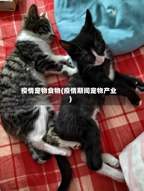 疫情宠物食物(疫情期间宠物产业)