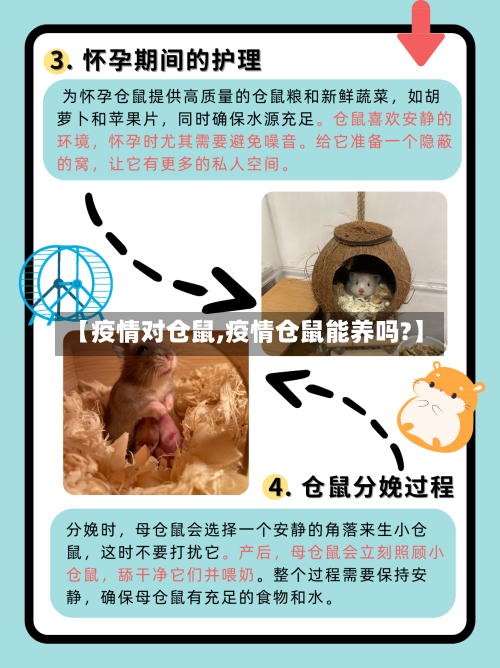 【疫情对仓鼠,疫情仓鼠能养吗?】-第2张图片