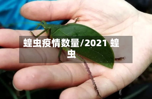 蝗虫疫情数量/2021 蝗虫
