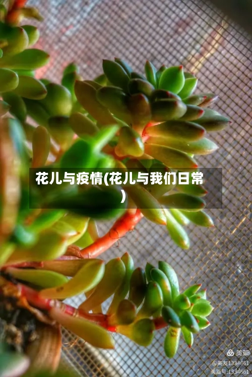 花儿与疫情(花儿与我们日常)-第2张图片
